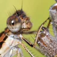 Image of Common Winter Damsel