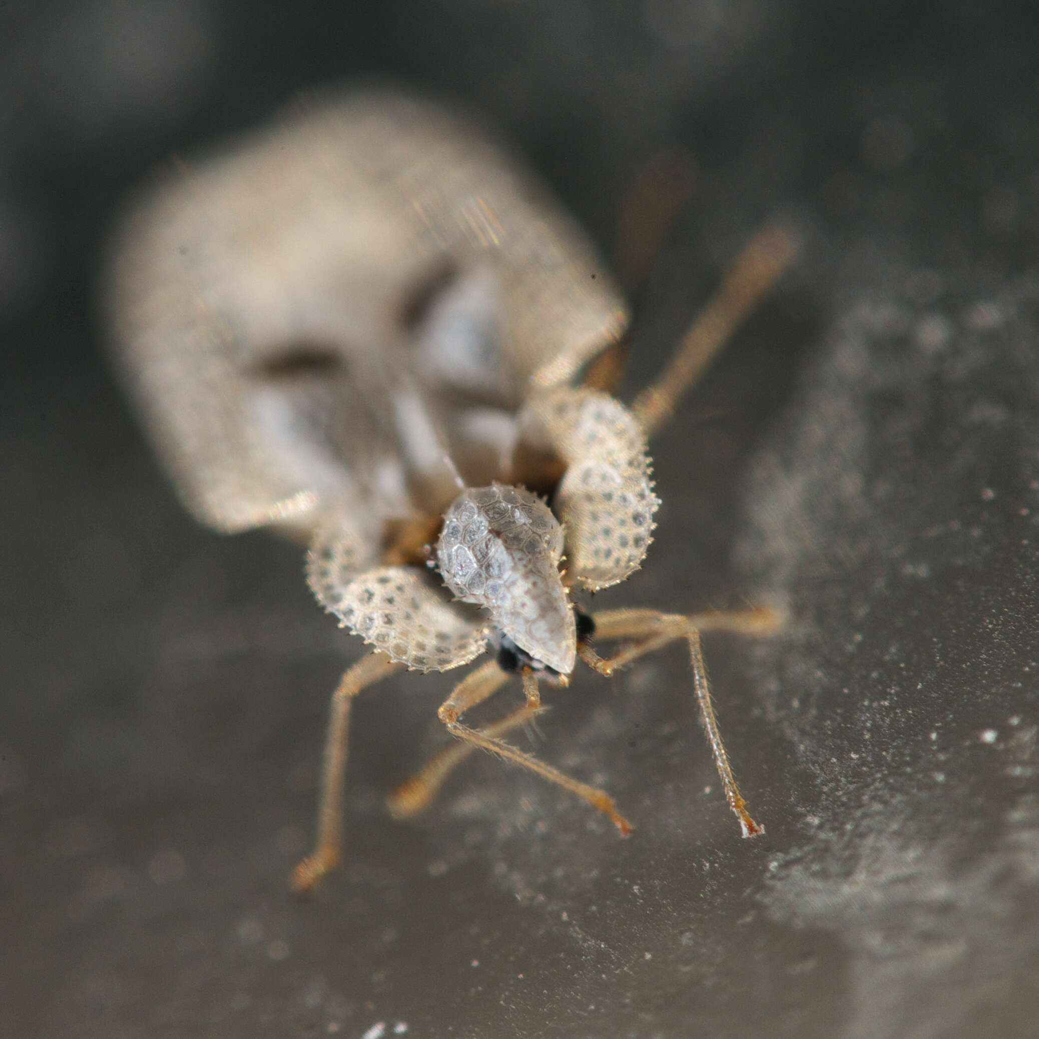 Image of Sycamore Lace Bug