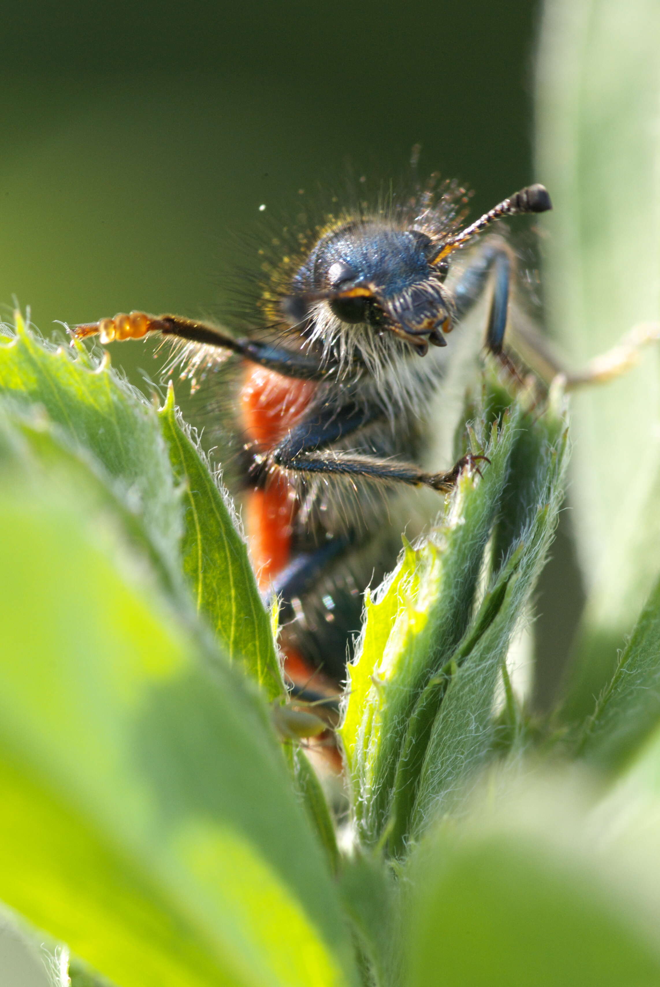 Image of Trichodes alvearius