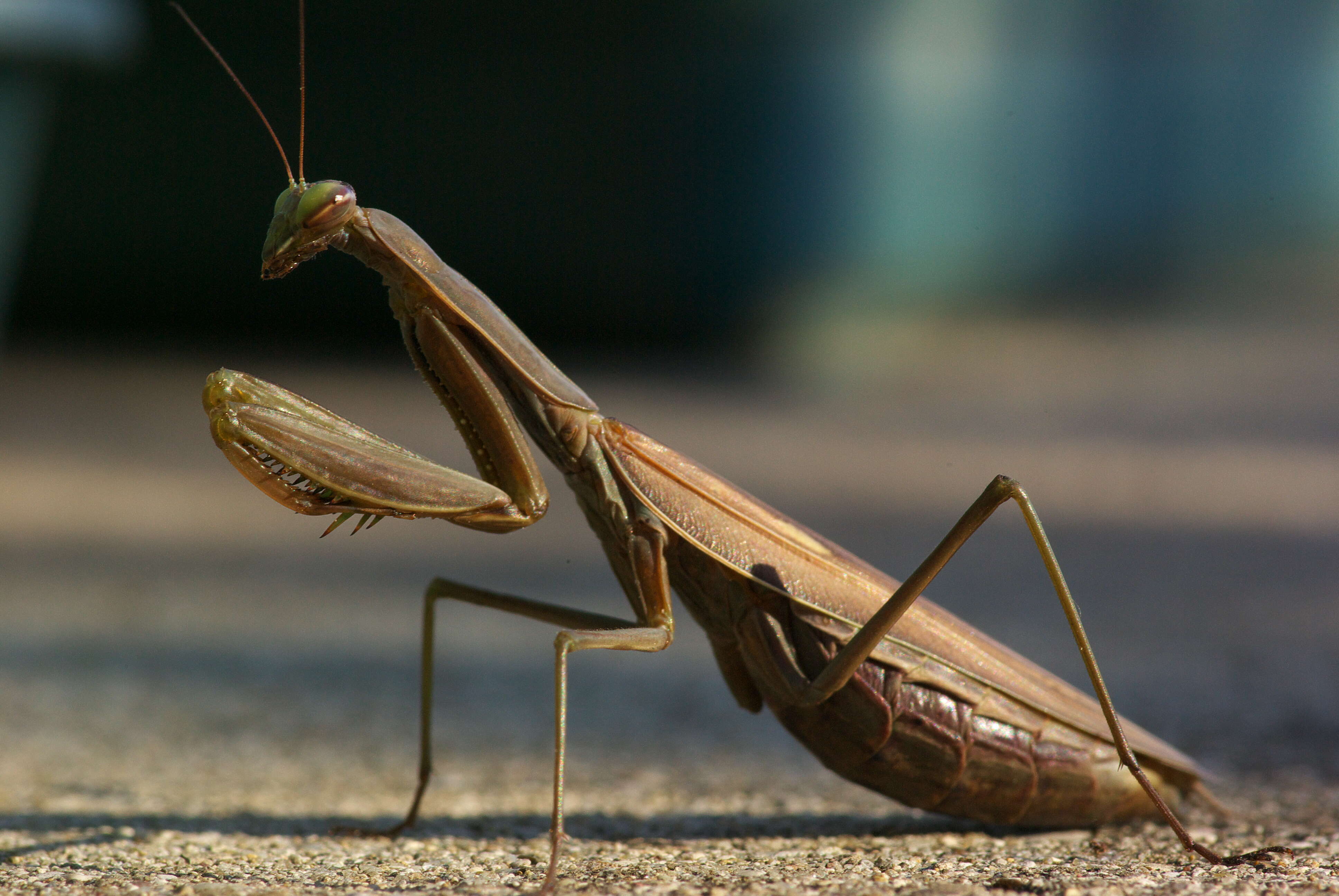 Image of Mantis