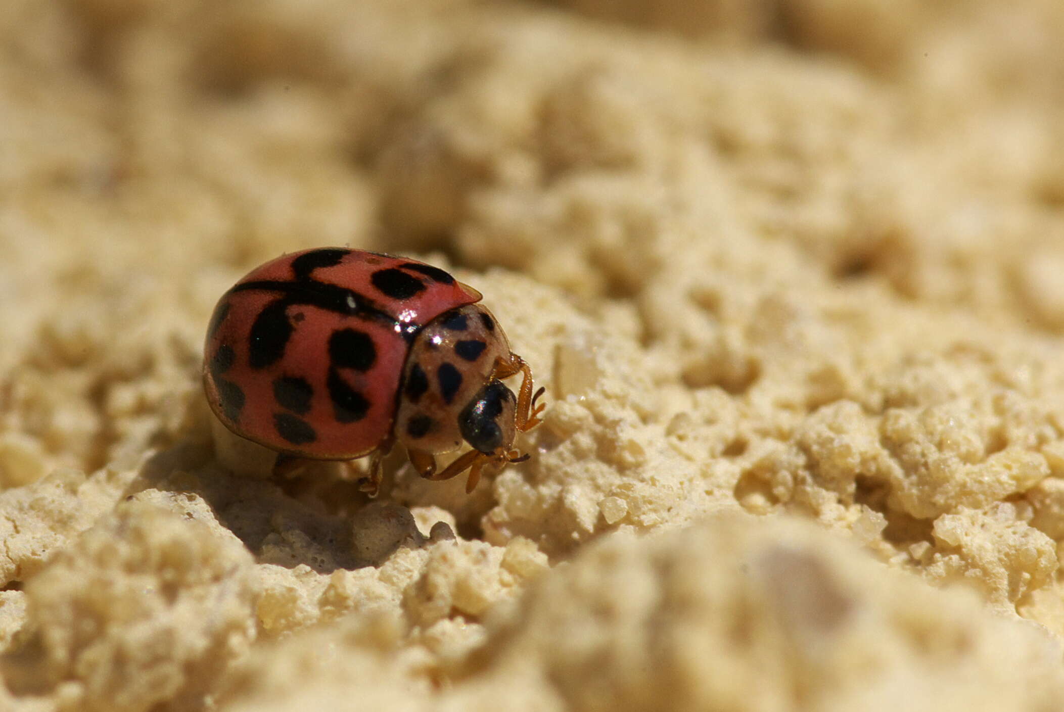 Image of Harmonia axyridis (Pallas 1773)