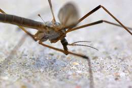 Image of Cranefly