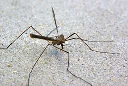 Image of Cranefly