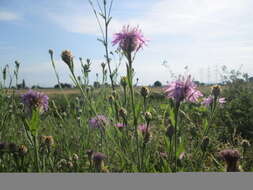 Image of brown knapweed