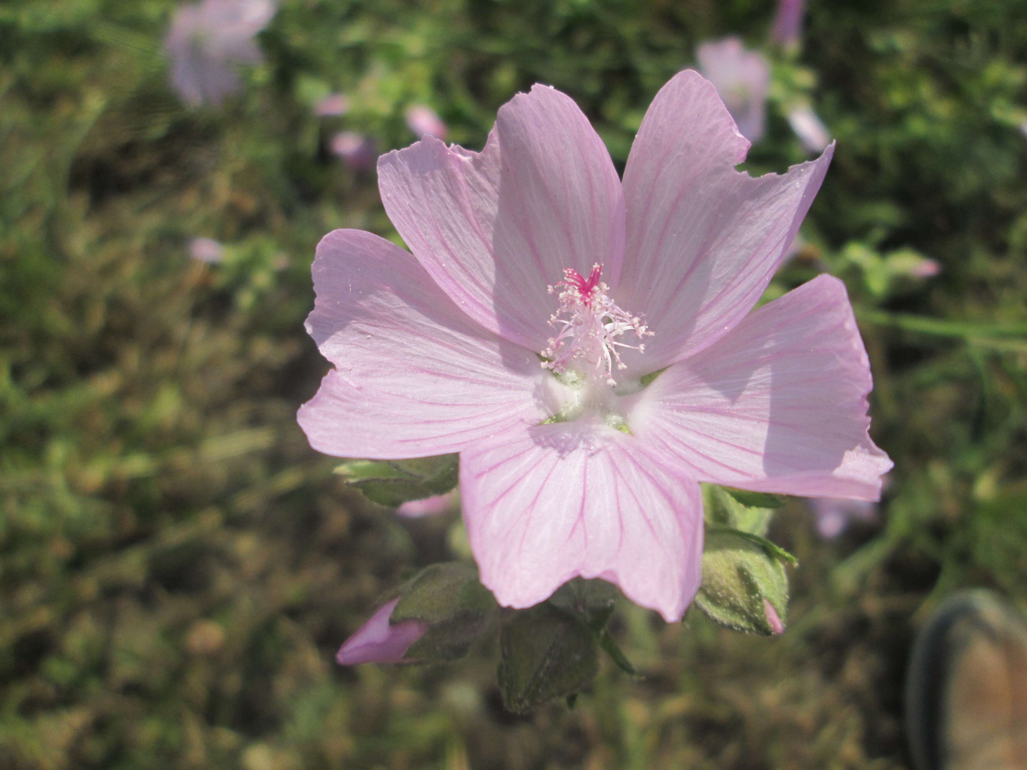 Image of european mallow