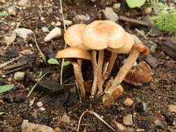 Image of common agrocybe