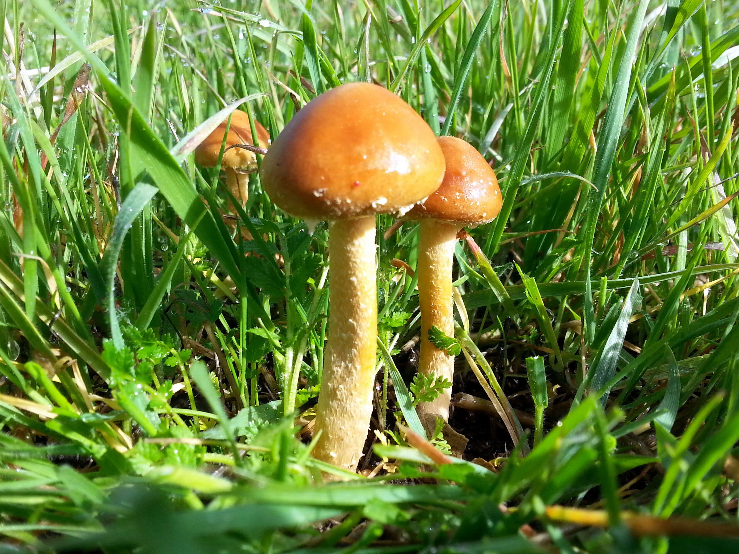 Image of common agrocybe