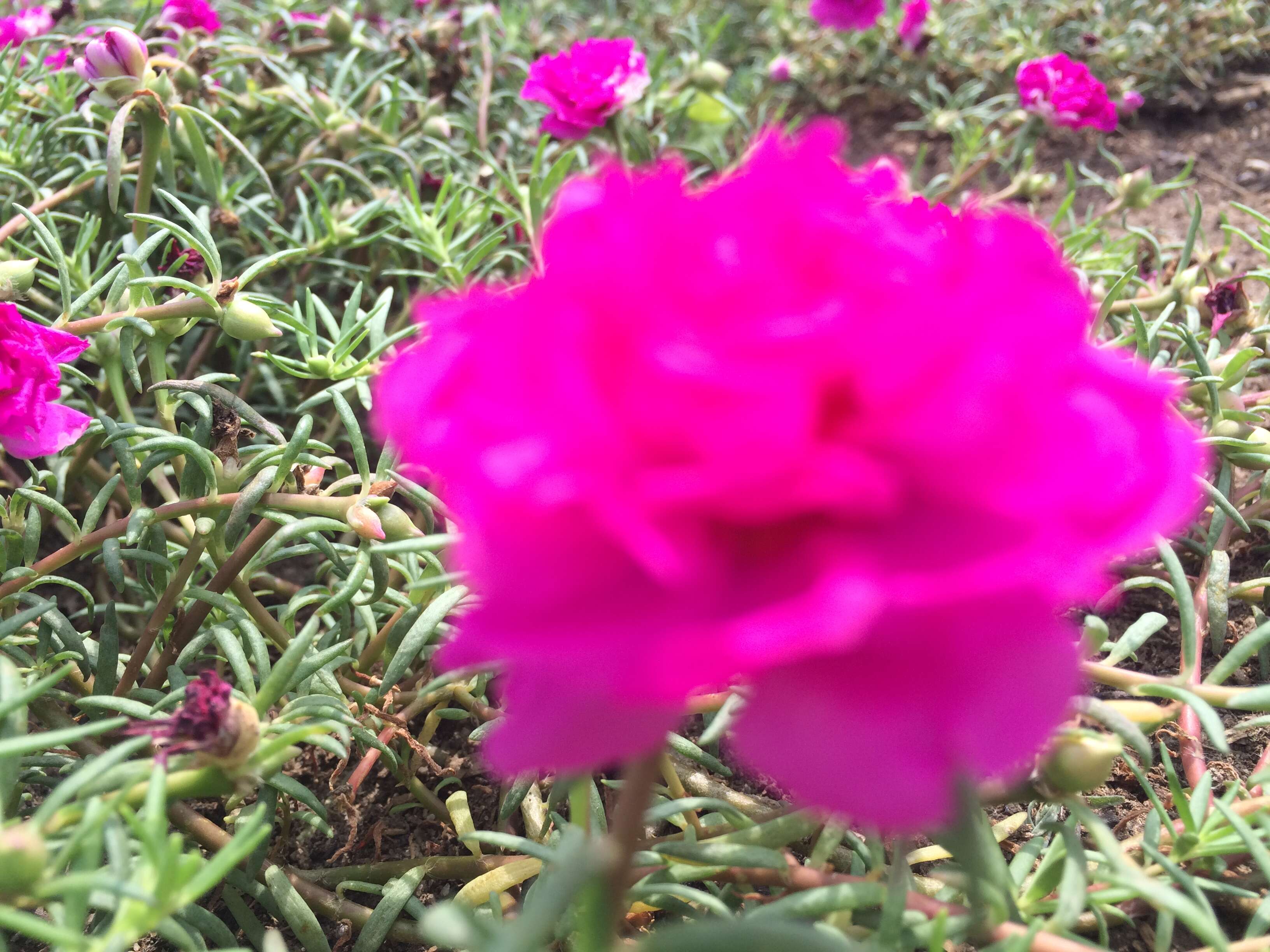 Image of Moss-rose Purslane