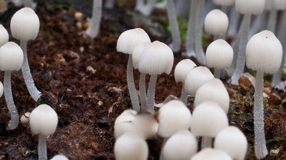 Image of Trooping Inkcaps