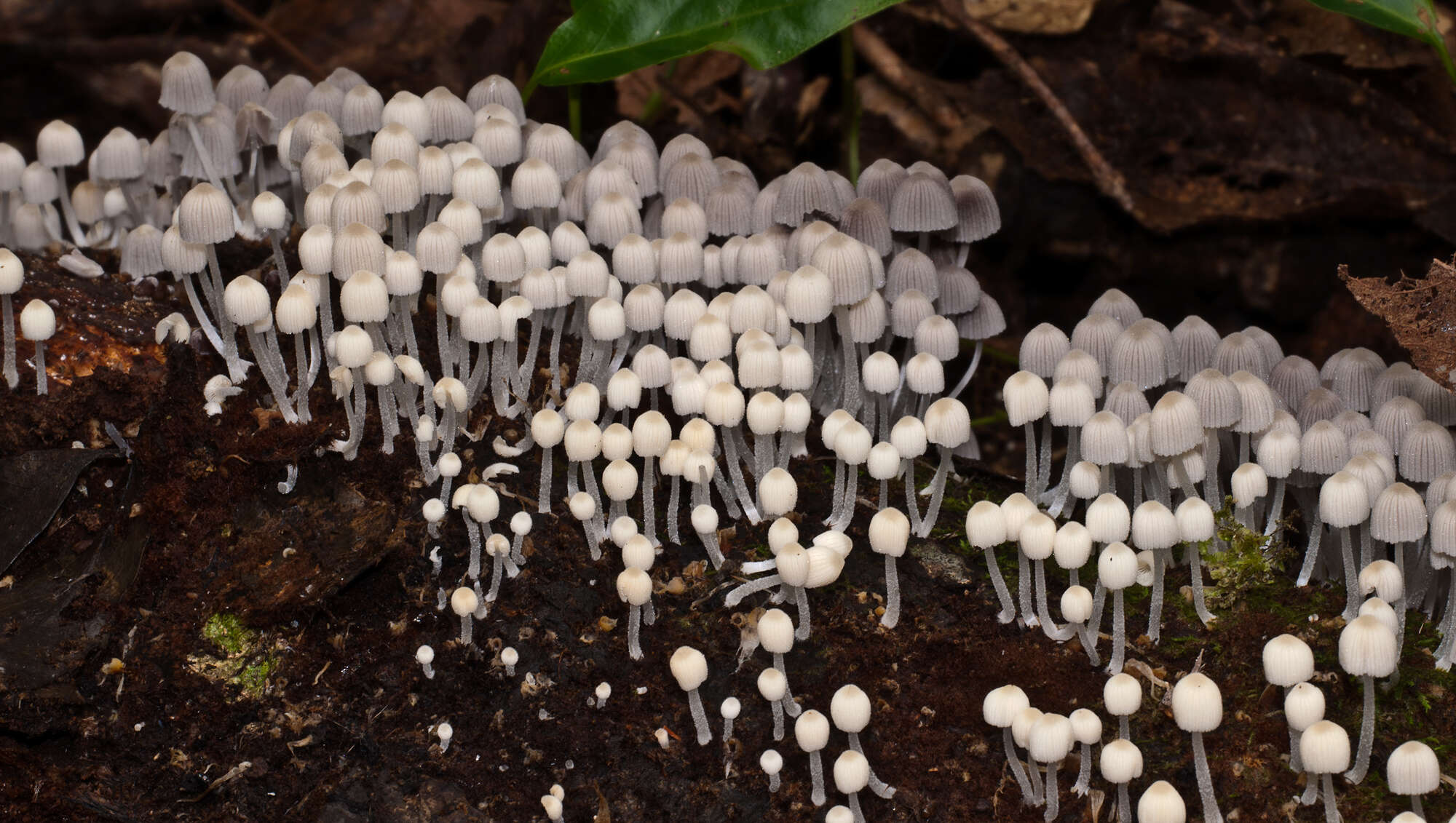 Image of Trooping Inkcaps