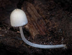 Image of Trooping Inkcaps