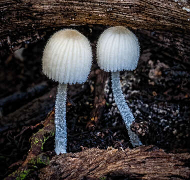 Image of Coprinellus disseminatus (Pers.) J. E. Lange 1938