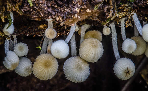 Image of Trooping Inkcaps