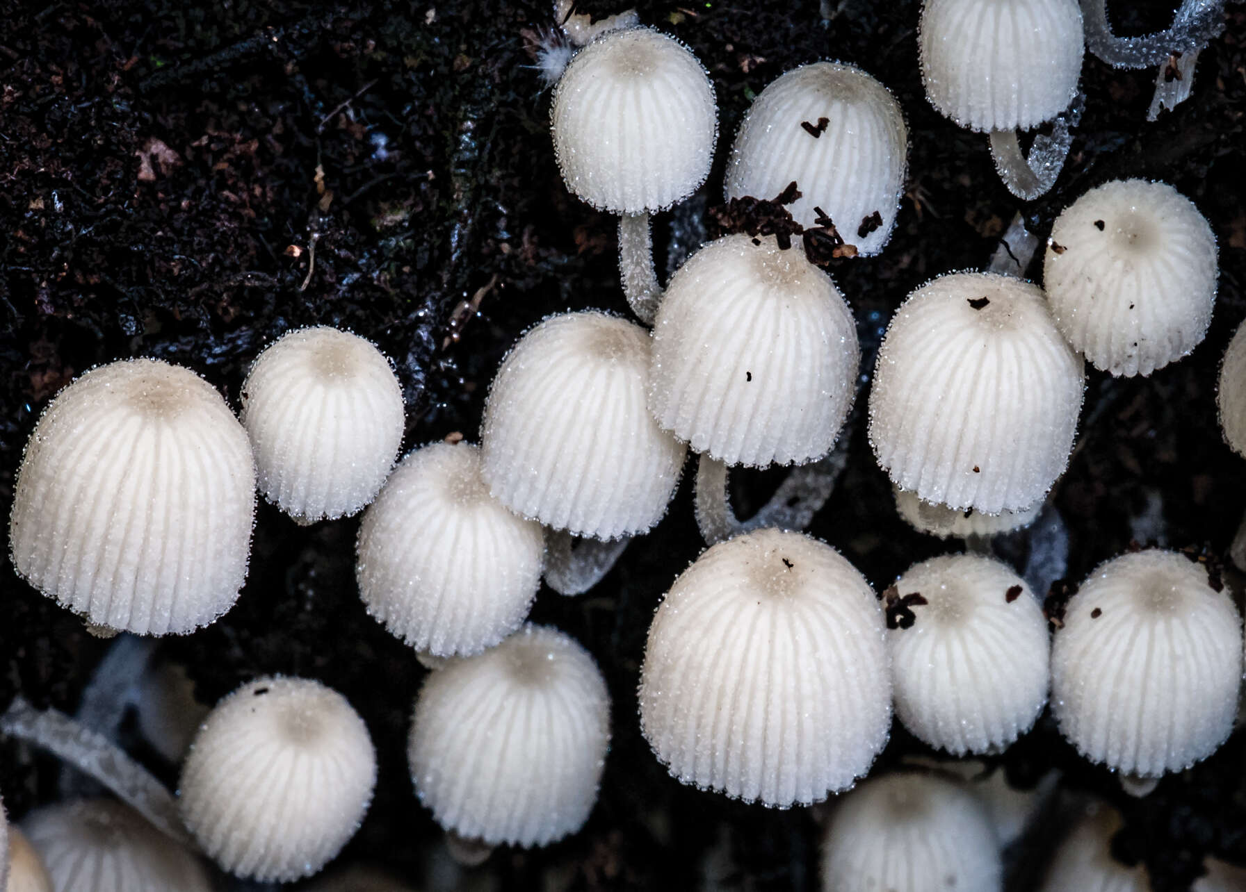 Image of Trooping Inkcaps