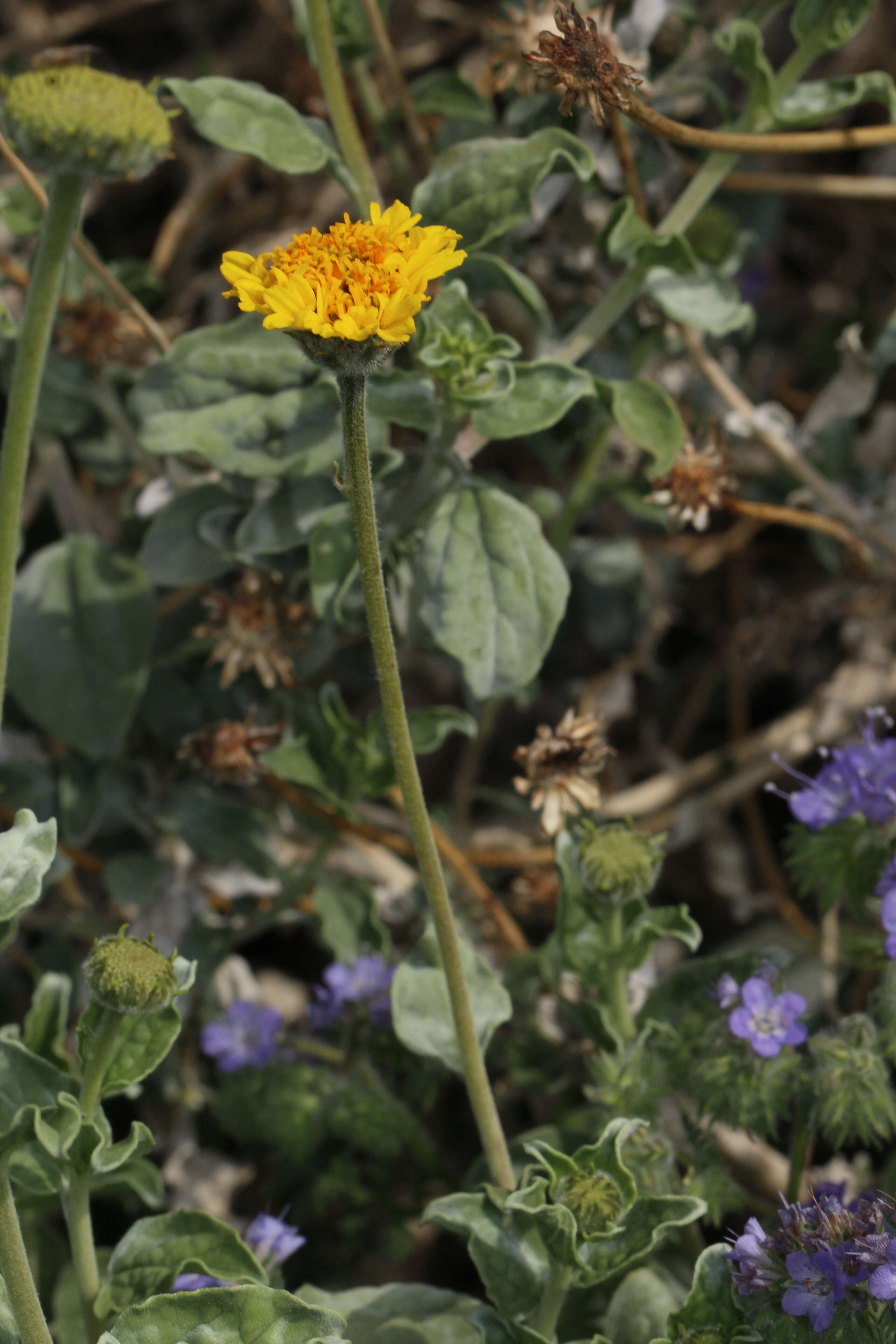 Image of Encelia actoni