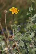 Sivun Encelia actoni kuva