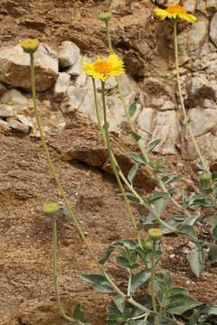 Sivun Encelia actoni kuva