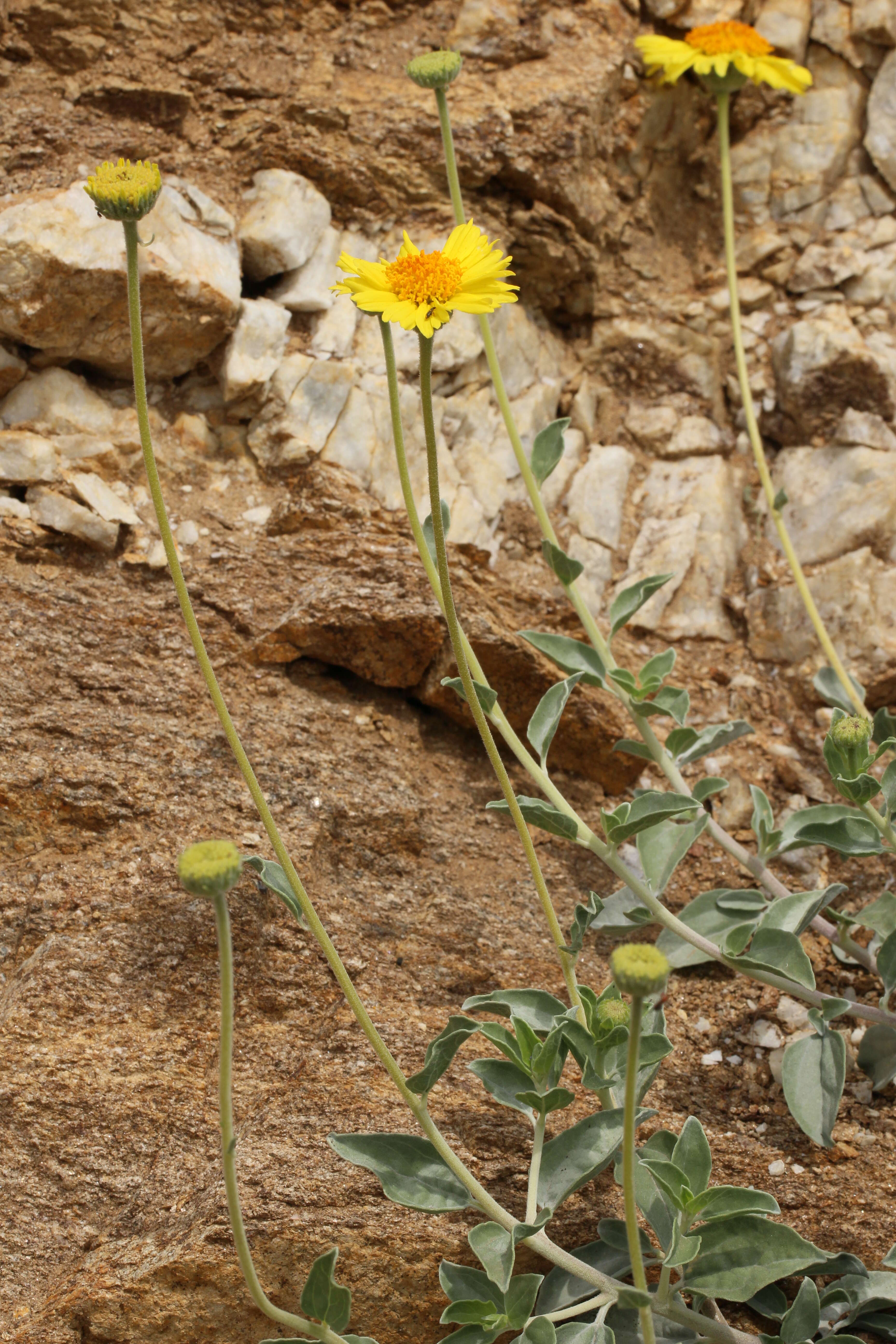 Image of Encelia actoni