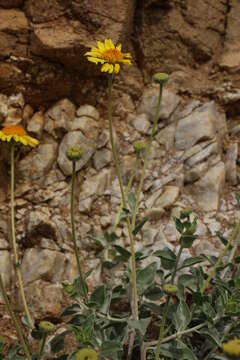 Sivun Encelia actoni kuva