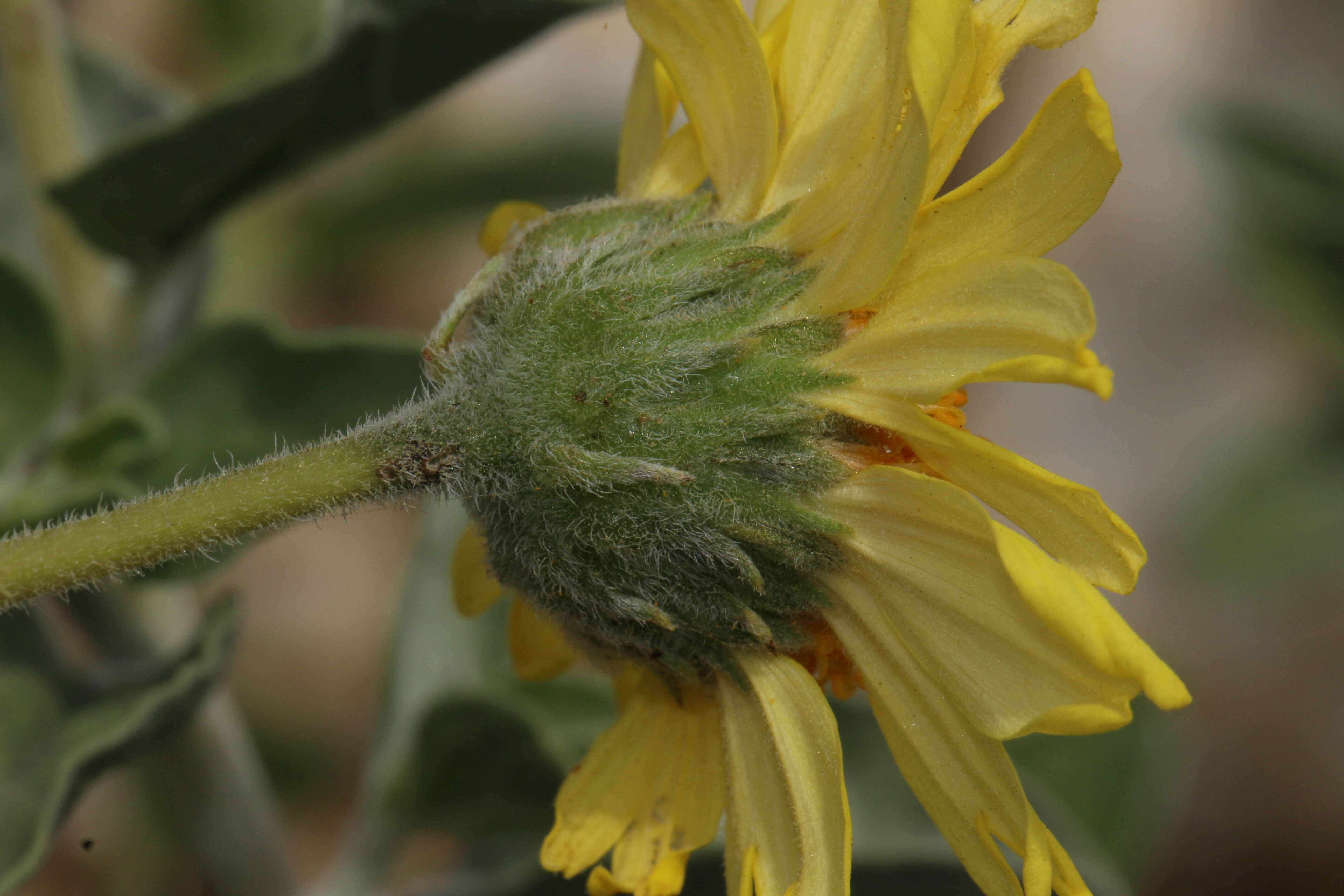 Image of Encelia actoni