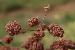 Imagem de Eriogonum fasciculatum Benth.