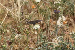 Image of Funereal Duskywing