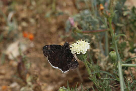 Image of Funereal Duskywing