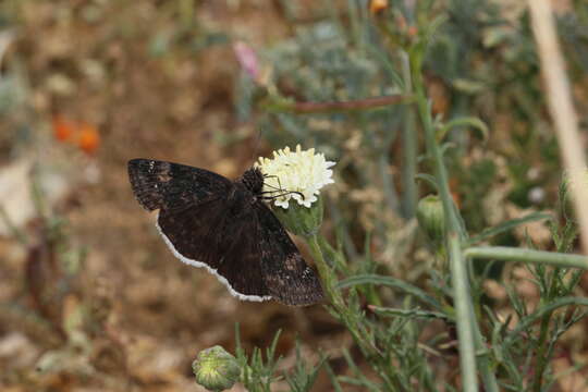 Image of Funereal Duskywing