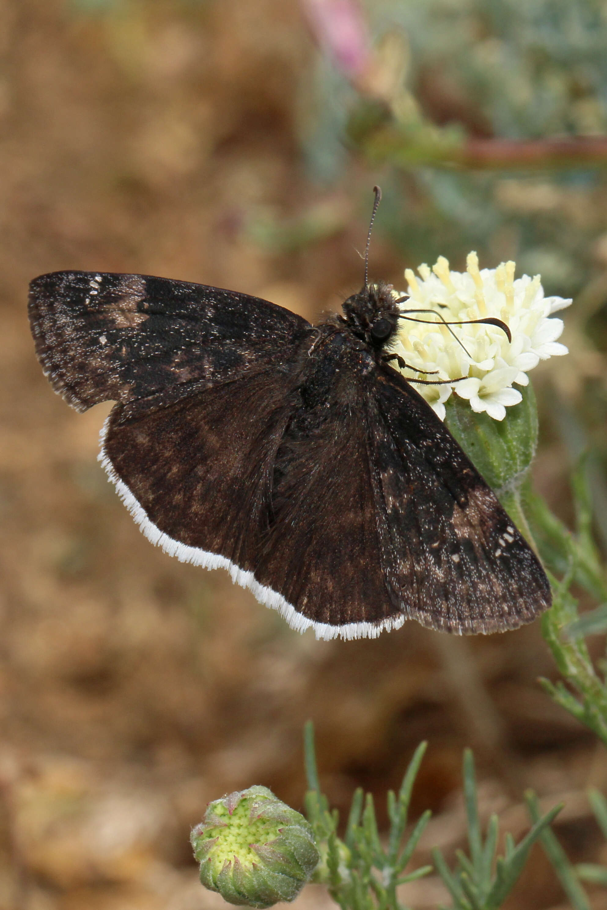 Image of Funereal Duskywing