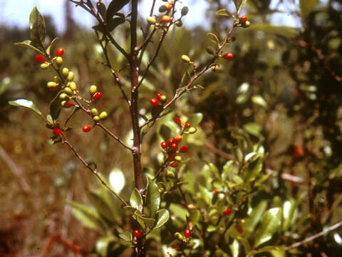 Image of bog spicebush