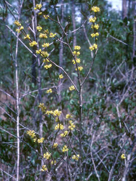 Image of bog spicebush