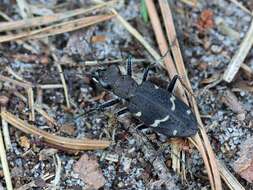 Image of Heath tiger beetle