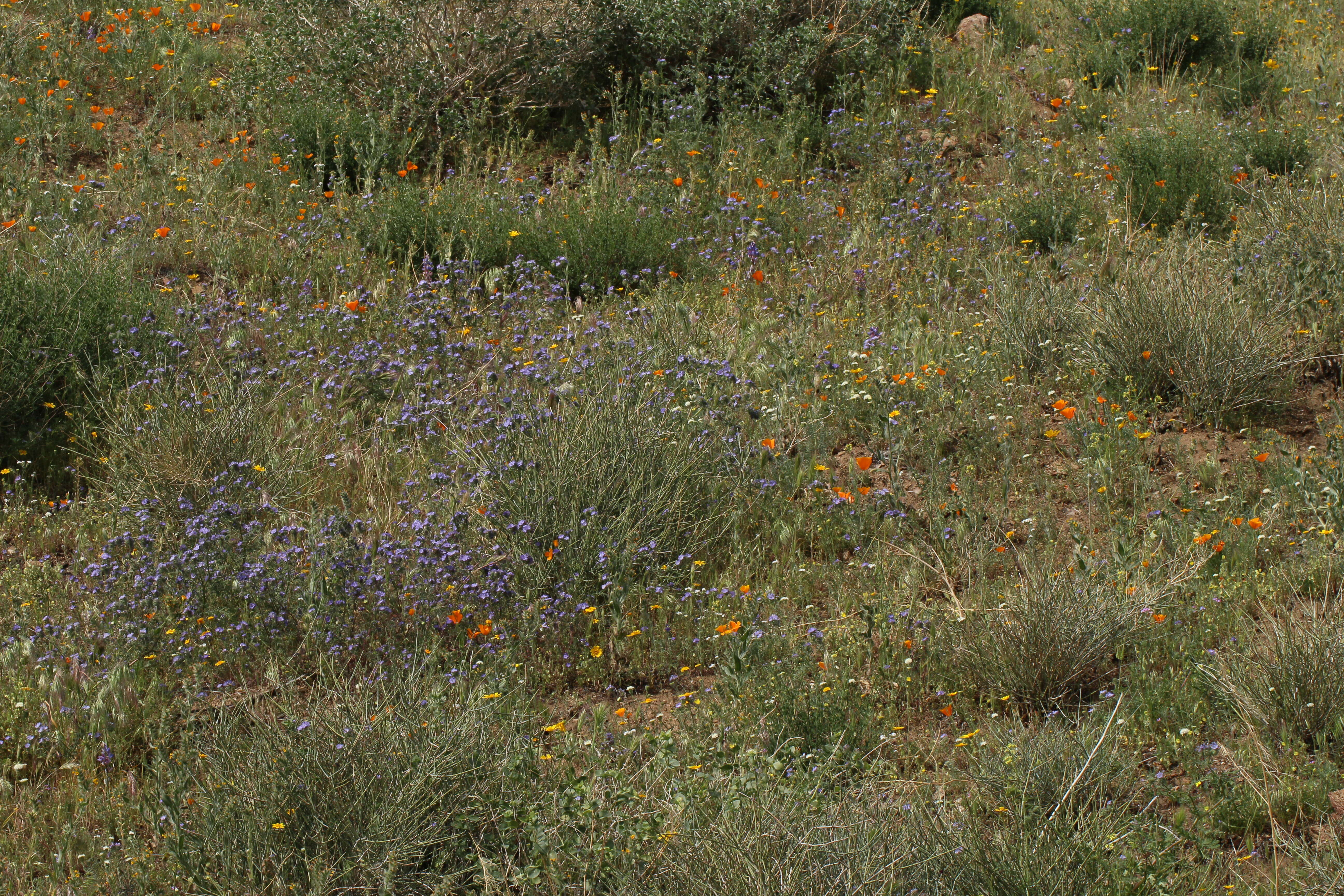 Image de Phacélie à feuilles de tanaisie