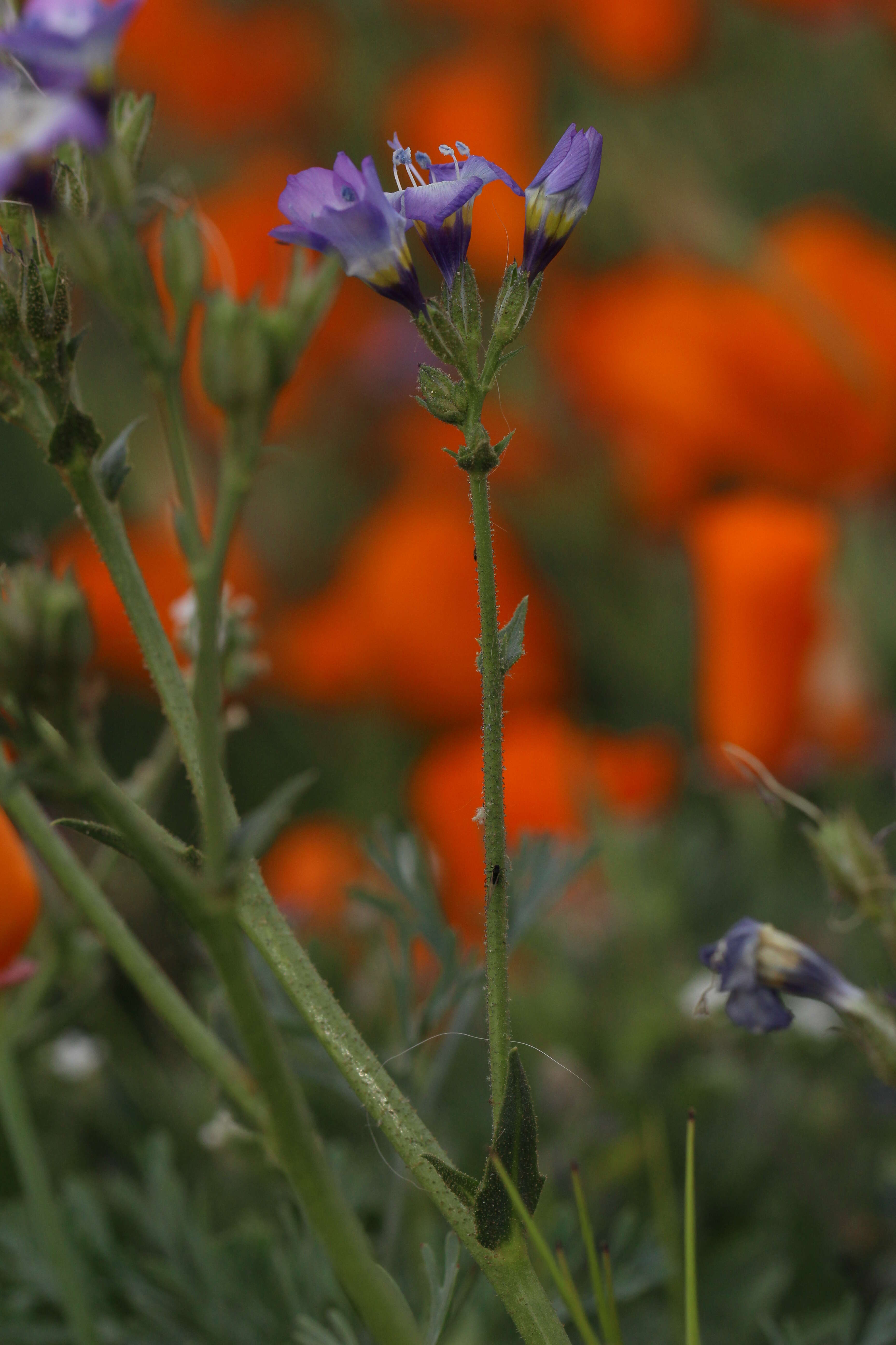 Image of hollyleaf gilia