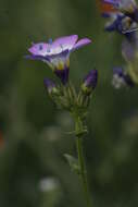 Image of hollyleaf gilia