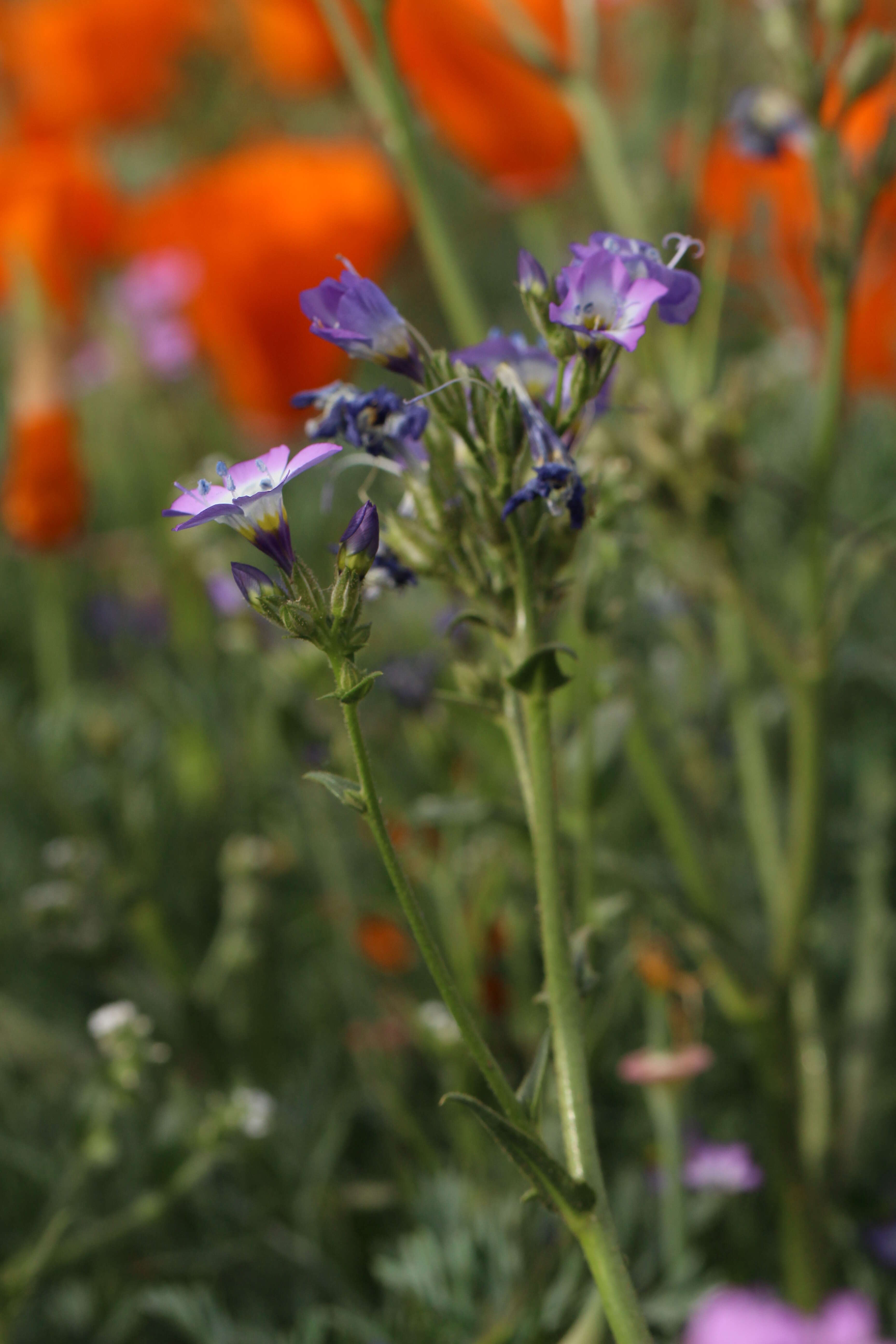 Image of hollyleaf gilia