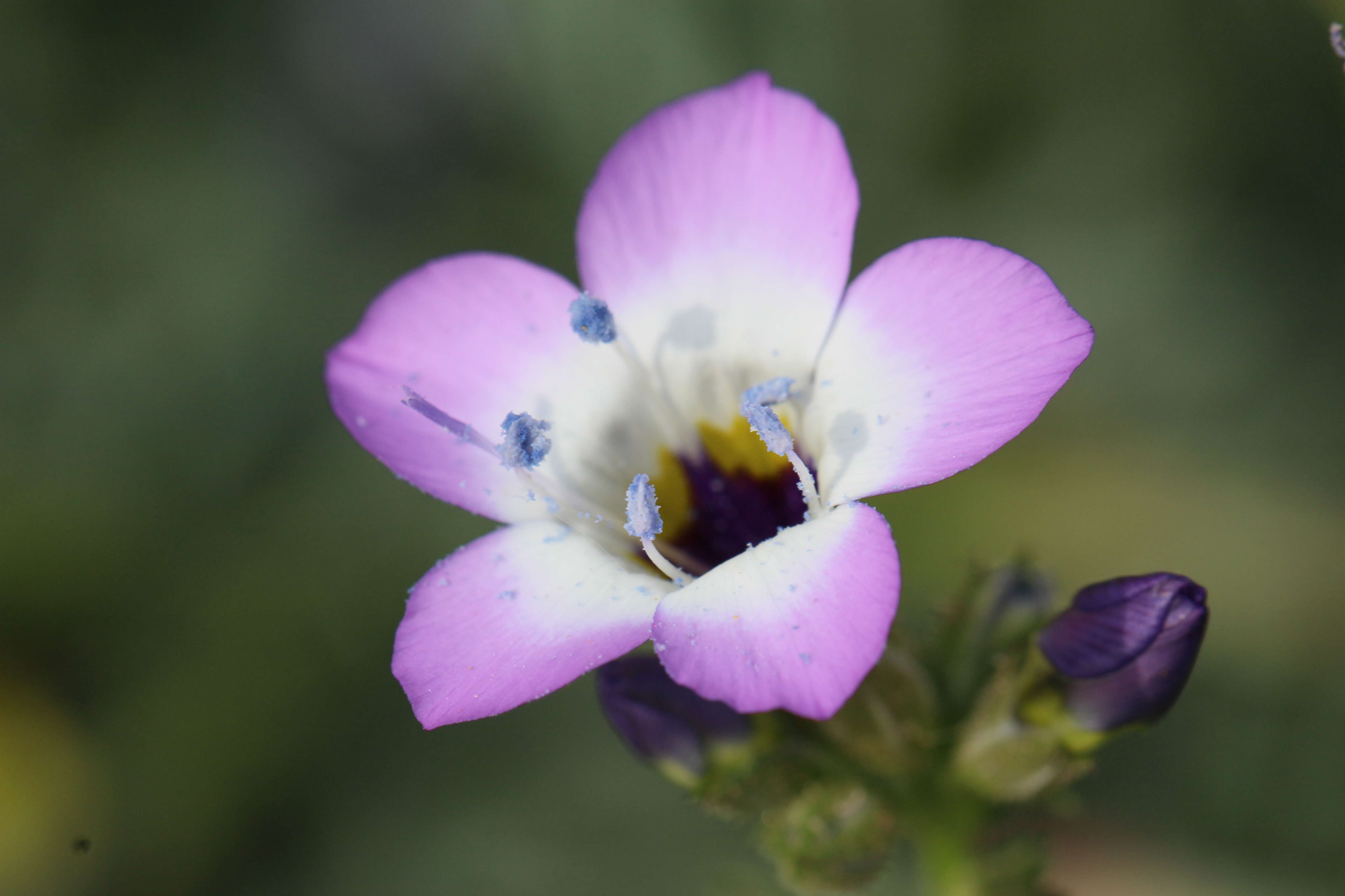 Image of hollyleaf gilia