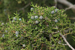 Image of California Juniper