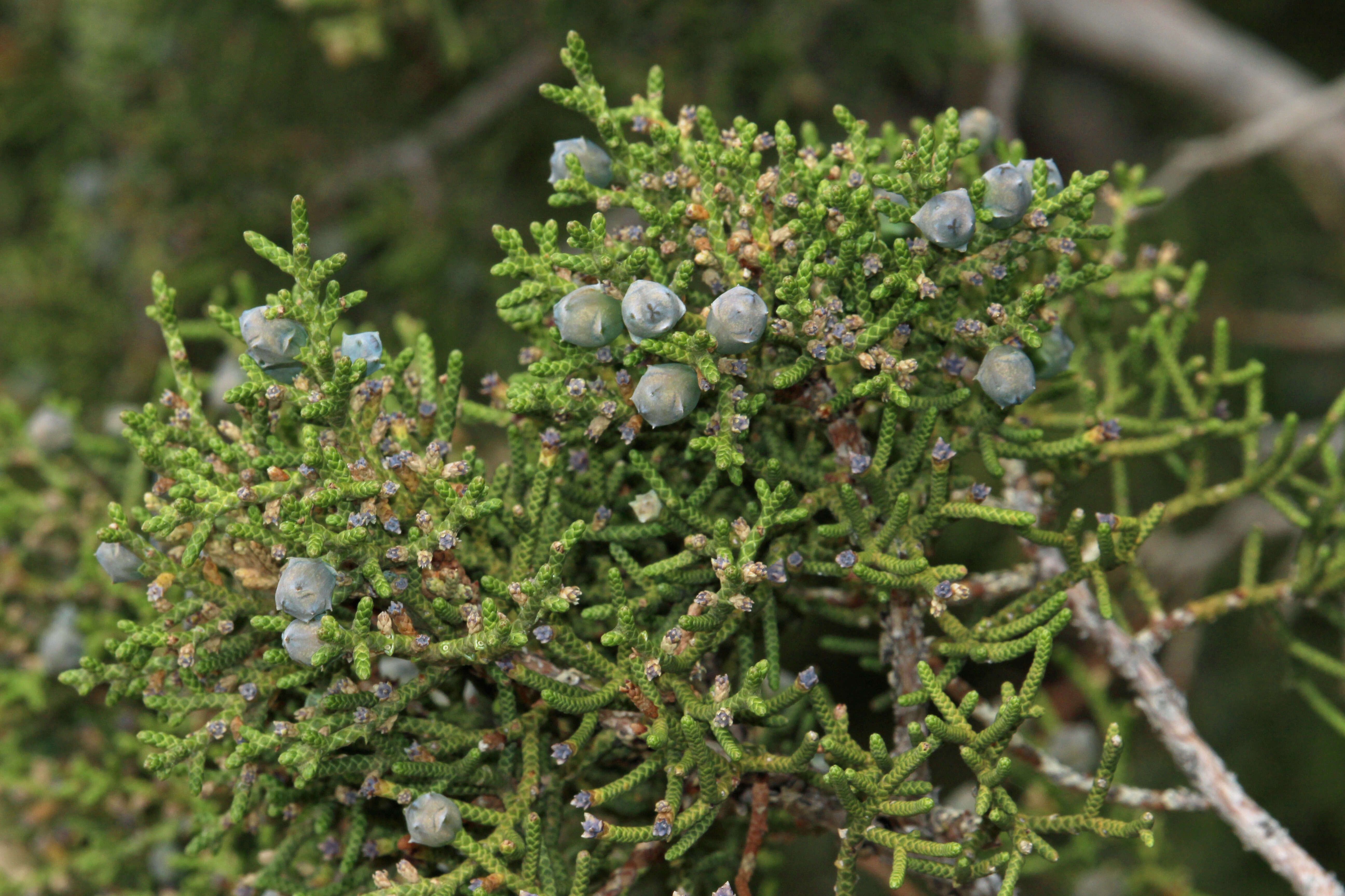 Sivun Juniperus californica Carrière kuva