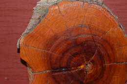 Image of California Juniper