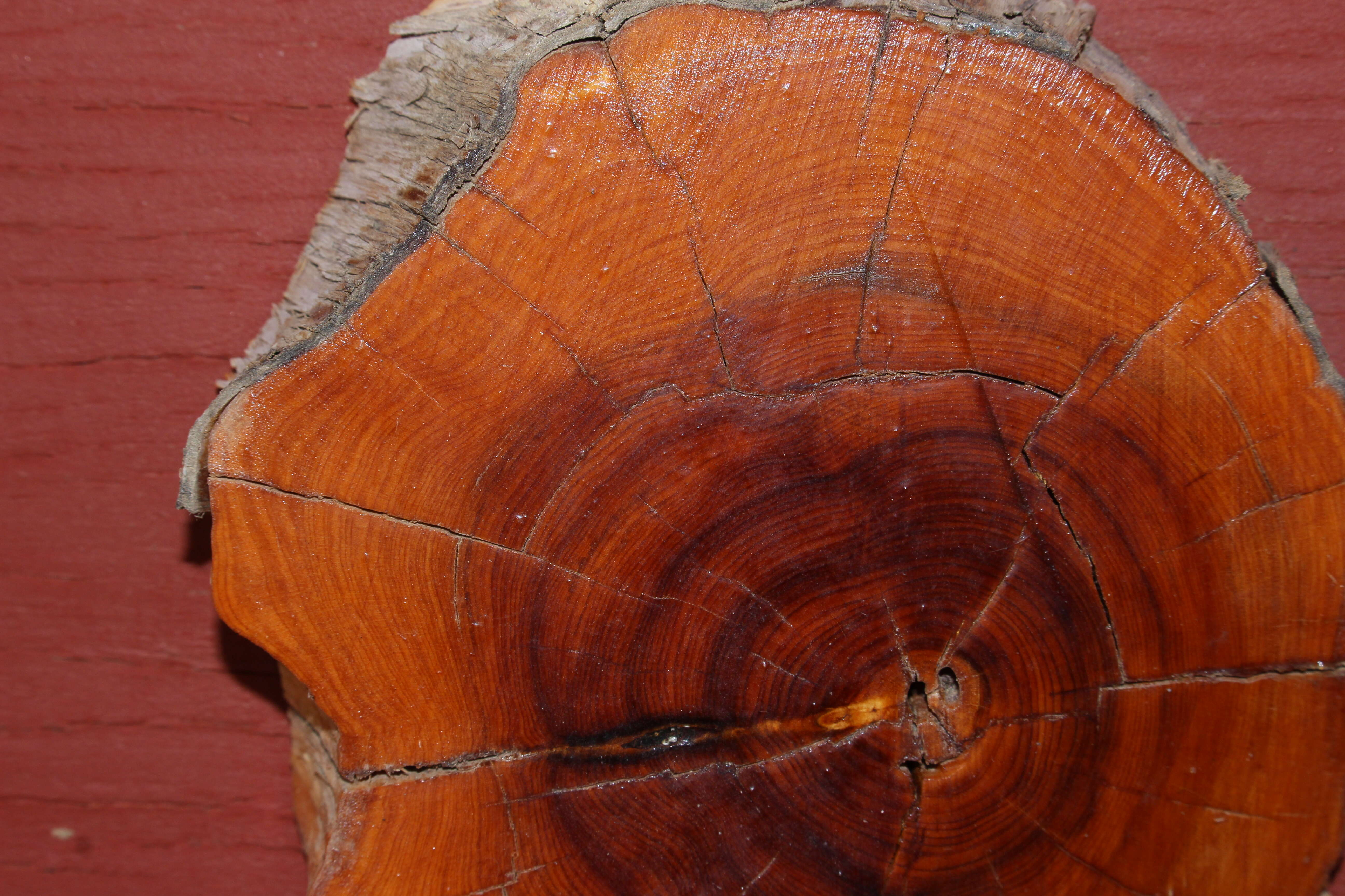 Imagem de Juniperus californica Carrière