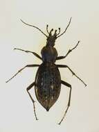 Image of Carabus (Coptolabrus) lafossei Feisthamel 1845