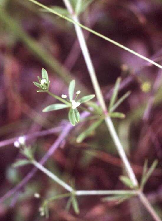 Image of three-petal bedstraw