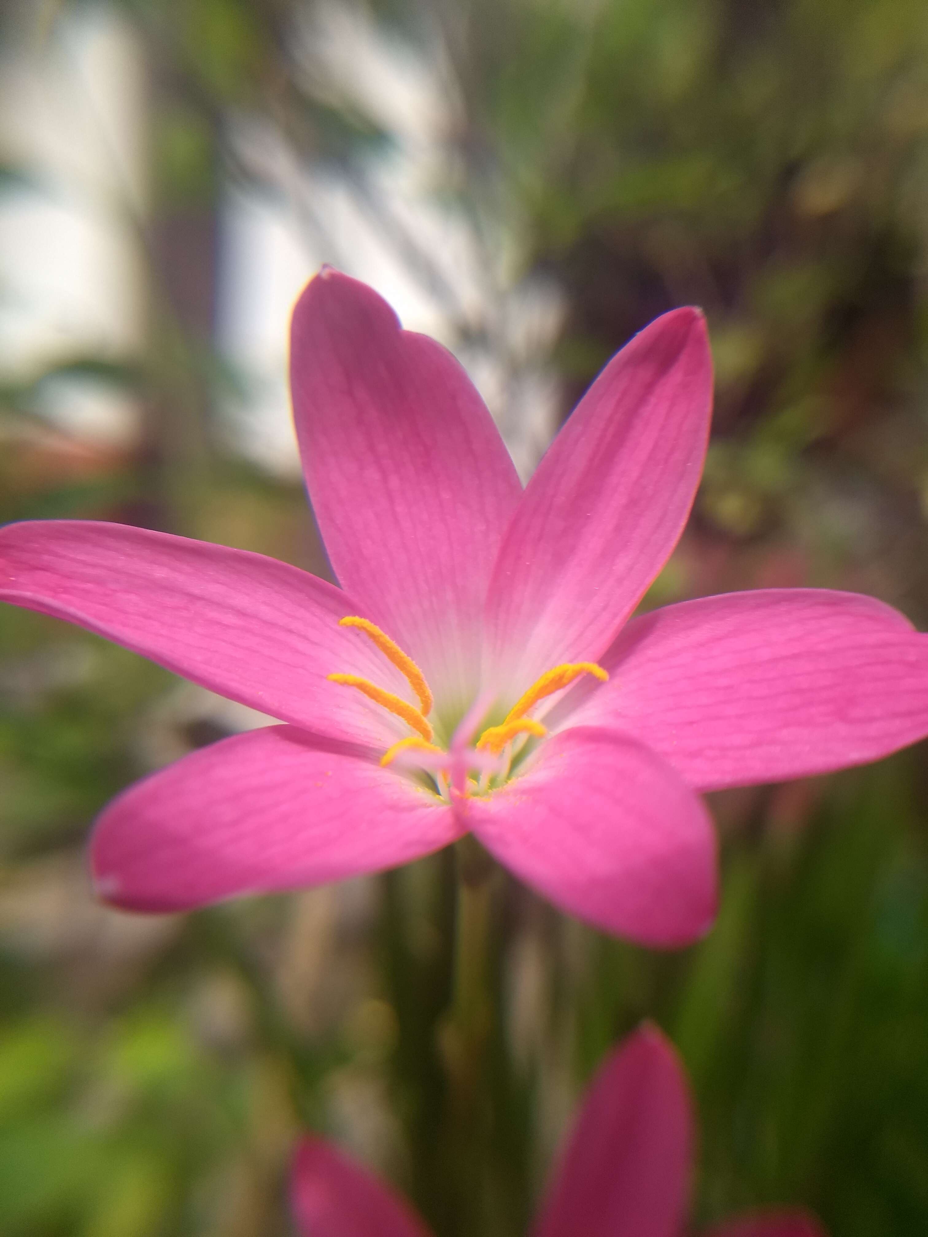 Zephyranthes rosea Lindl. resmi