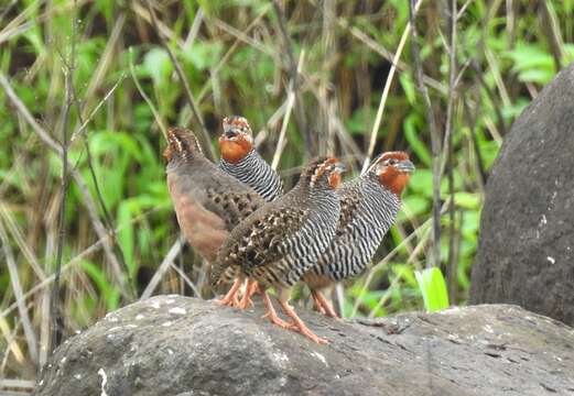 Image of Jungle Bush Quail