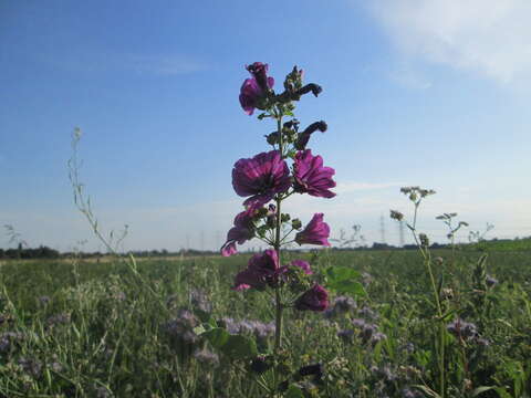 Image of high mallow