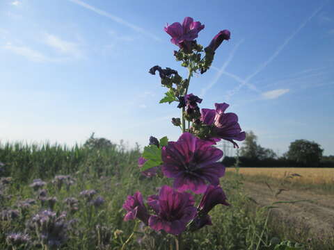 Image of high mallow