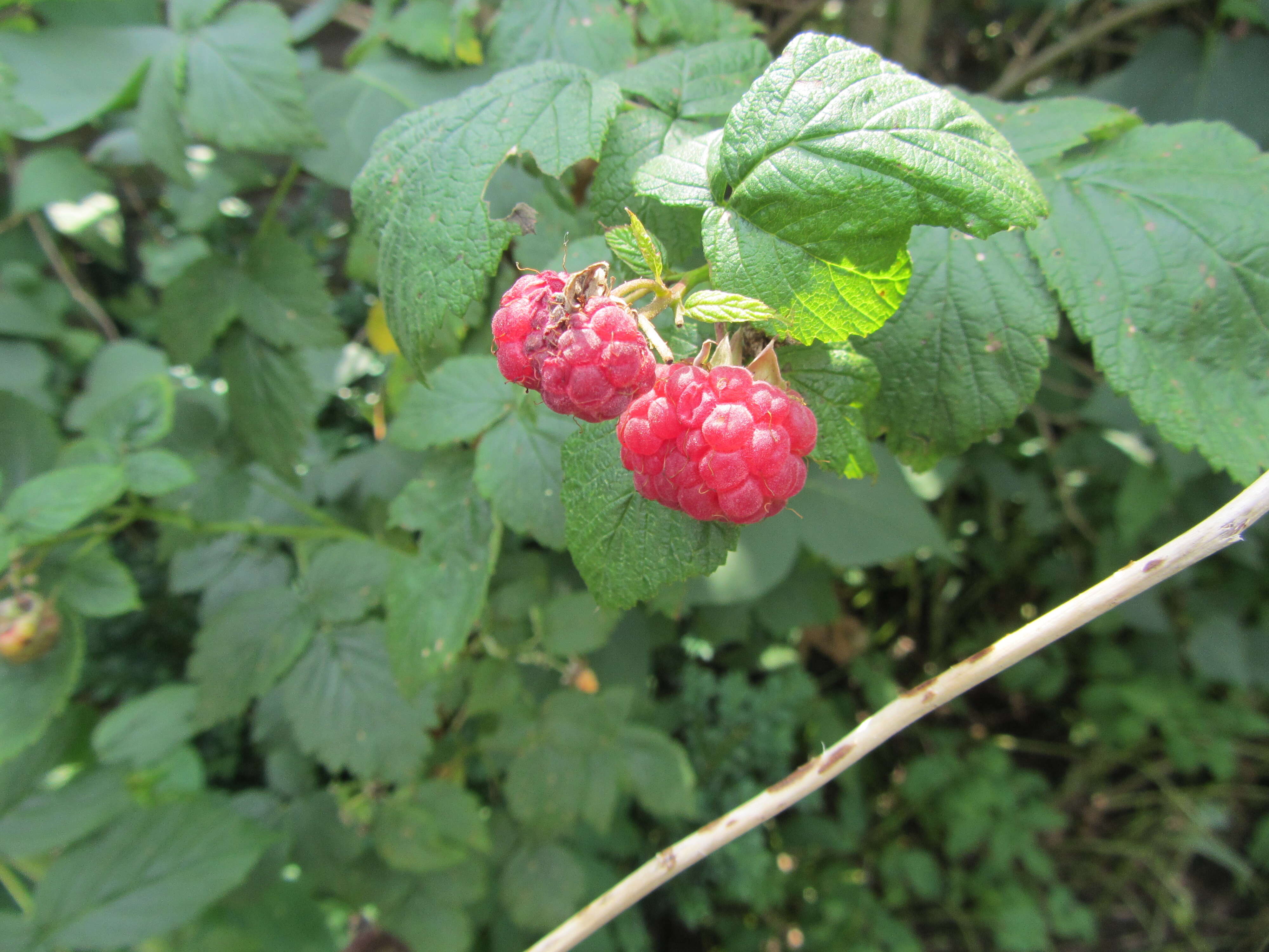 Image of Raspberry