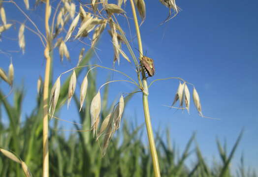 Image of sloe bug