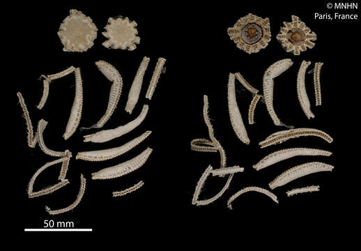 Image of Freyella elegans (Verrill 1884)